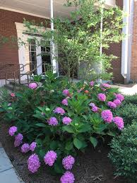 Perennial salvias are real showstoppers in mississippi gardens and landscapes. Northwest Mississippi Gardening Facebook