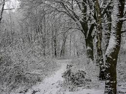 Maybe you would like to learn more about one of these? Hintergrundbilder Winter Im Wald