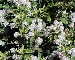 Image result for Ceanothus