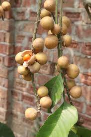 Image result for Aphanamixis