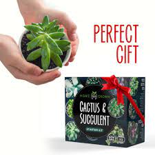 Advantages of growing cacti by seed 1. Indoor Windowsill Gardening Seeds Gift High Q Grow Your Own Cactus Plant Kit Garden Outdoors Ecog Plants Seeds Bulbs