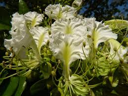 Image result for Berlinia