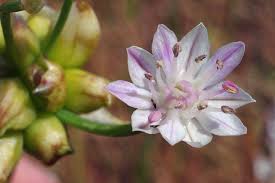 Image result for Alliaceae