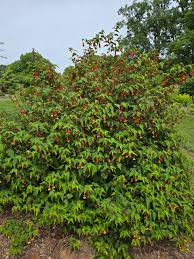 Image result for Abutilon rehmannii