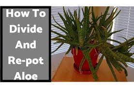 If they don't come off easily, try digging your thumbnail in to. How To Divide And Re Pot An Overgrown Aloe Vera 11 23 18 Youtube Aloe Vera Plant Aloe Aloe Vera