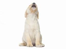 Sometimes the reason puppies cry in their crates is that they've been left there longer than usual. I Want To Help My Puppy With Crying At Night