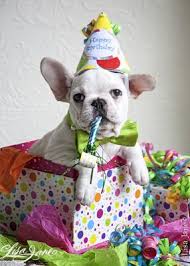 Happy Birthday Wishes In French Allison S Birthday Is February 17th Go To Soul Intentions Board And Help Us Wish Her Happy Birthday Dog Birthday Happy Birthday Dog Happy Birthday Pictures