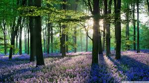 Maybe you would like to learn more about one of these? Beautiful Field Of Violet Flowers In A Forest Wallpaper Dottech