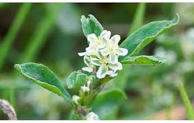 Image result for Polygonum aviculare