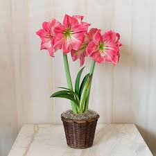 Pin On Types Of Amaryllis