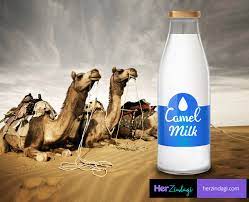 Herders may for periods survive solely on the milk when taking the camels on long distances to graze in desert and arid environments. These Benefits Of Camel Milk Will Make You Add It Your Regular Diet