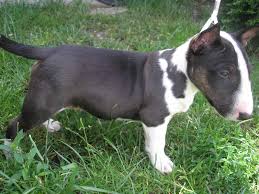 Black And White English Bull Terrier Puppy Cute Bull Terrier Miniature Jack Photo Mini Bull Terriers Bull Terrier English Bull Terriers