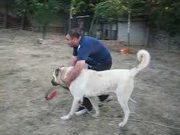 Meydanci Tosun Ø¯ÛØ¯Ø¦Ù Dideo