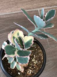 Kalanchoe Fedtschenkoi Succulent Cultivo De Suculentas Plantas Suculentas Suculentas Jardin