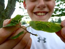 Springfield Plateau: Spiny Oak Slug