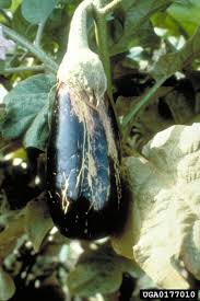 Image result for thrips damage on cucumber