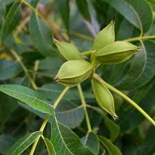 Image result for Carya illinoinensis