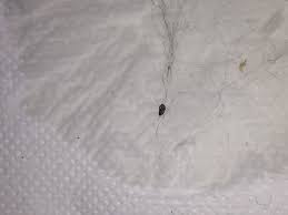 Flohbefall flöhe im bett slewocom ratgeber. Ist Das Ein Toter Floh Katze Kater Tot