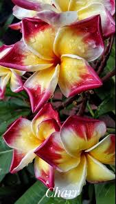 Pin On Frangipani