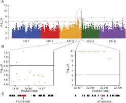 436 main st lafayette, in 47901. A Genome Wide Association Study Reveals A Novel Regulator Of Ovule Number And Fertility In Arabidopsis Thaliana Biorxiv