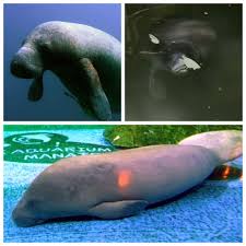 See full list on bioenciclopedia.com Manatee Wikipedia