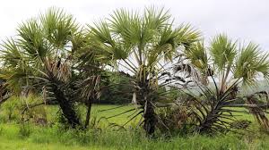 Image result for Hyphaene