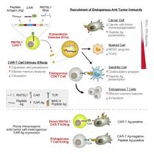We did not find results for: The Immunostimulatory Rna Rn7sl1 Enables Car T Cells To Enhance Autonomous And Endogenous Immune Function Sciencedirect