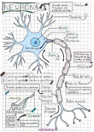 Precautions To Take In Handling A Hurt Dog Beauty Tipps Beauty Tipps Meds To Give Dogs In 2020 Medical Student Study Medicine Student Biology Lessons