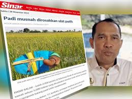 Iii) penyediaan perkhidmatan sokongan pertanian seperti institut penyelidikan minyak. Kawasan Pembangunan Pertanian Bersepadu Iada Sinar Harian