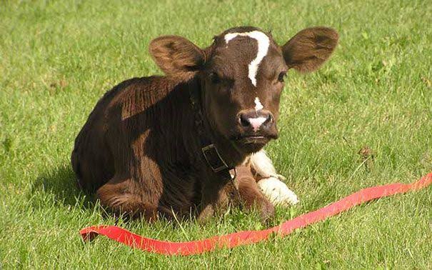 Image result for farm animal with unusual markings