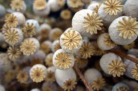 Sonst wachsen die keimlinge auf der suche nach licht zu wichtig: Mohn Saen So Gelingt S