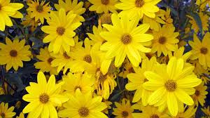 Yellow Spring Flowers Wallpaper Flower Background Wallpaper Spring Flowers Background Yellow Spring Flowers
