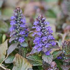 Image result for Ajuga