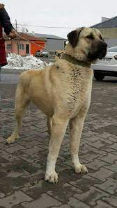 Kangal - National Dog Of Turkey Kangal Dog Dogs Anatolian Shepherd Dog