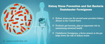 Gut Bacteria Oxalobacter Formigenes Associated With Reduced Risk Of Kidney Stones Kidney Kidney Stones Kidney Health