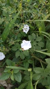 Image result for Ipomoea pes-tigridis
