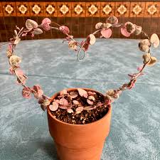 Maybe you would like to learn more about one of these? I Made A Trellis For My String Of Hearts Today Succulents