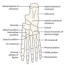 Easy Notes On Muscles Of The Foot Learn In Just 4 Minutes