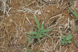 Image result for Digitaria sanguinalis