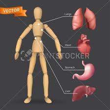 Interactive human anatomy figure with clickable internal body organs including lungs, heart, stomach, liver, kidneys, etc. Infographic With Human Internal Organs Heart Stomach Liver Lungs Placed On A Male Or Female Wooden Mannequin Silhouette Vector Illustration Of Body Anatomy With A Dummy On A Dark Background Printstocker Com