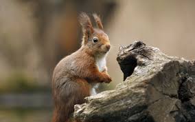 Download and use 800+ squirrel stock photos for free. Squirrel Wallpaper 2560x1600 46706