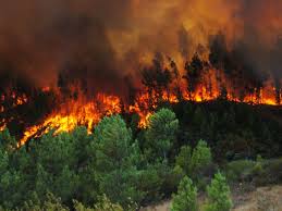 Resultado de imagen de incendio forestal