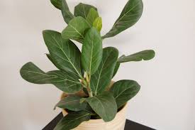 Image result for F kus Ficus