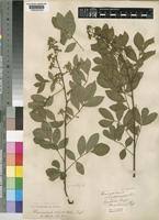 Image result for Harrisonia