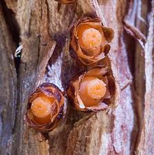 Image result for Apodanthaceae