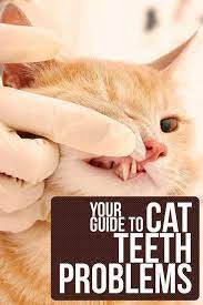 Cat Teeth Problems In 2020 Cat Health Care Cat Health Cat Health Problems