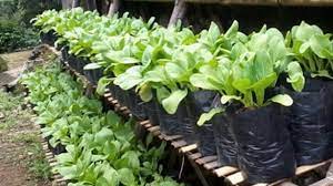 Selada dan sawi akan tumbuh dan bisa dipanen jika sudah berumur 30 hari. Cara Menanam Sawi Di Polybag Yang Baik Dan Benar Budidayayuk