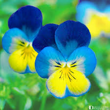 Francescadelfino Deviantart Beauty By Onbeauty By Francescadelfino On Devia Francescadelfino Dev Pansies Flowers Beautiful Flowers Flower Painting