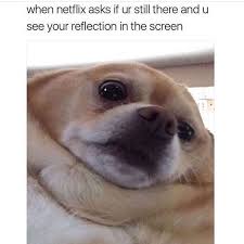 16 Times Pets Proved That Just Like Us Their One True Love Will Always Be Netflix Funny Dog Memes Funny Instagram Memes Funny Animal Memes