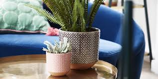 The best time to plant tender lavender is in spring, from march through to may. Best Indoor Plant Pots For House Plants Indoor Planters